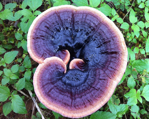 Purple Ganoderma lucidum